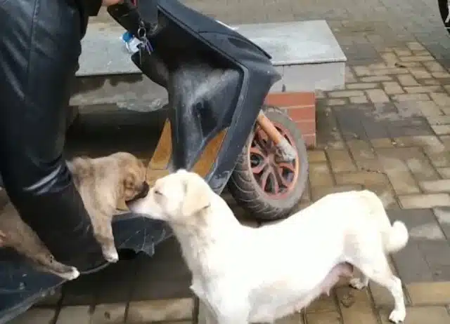 Extra image from article