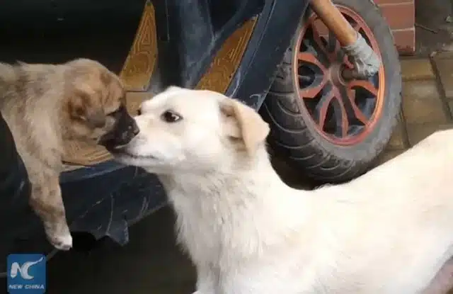 Extra image from article