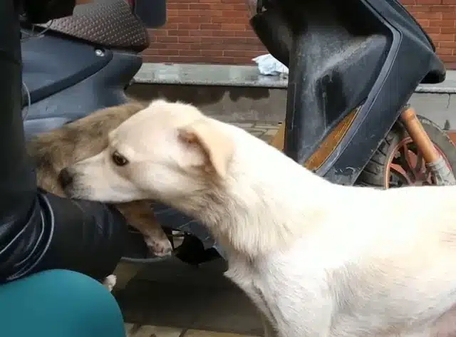 Extra image from article