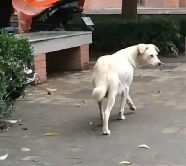 Extra image from article