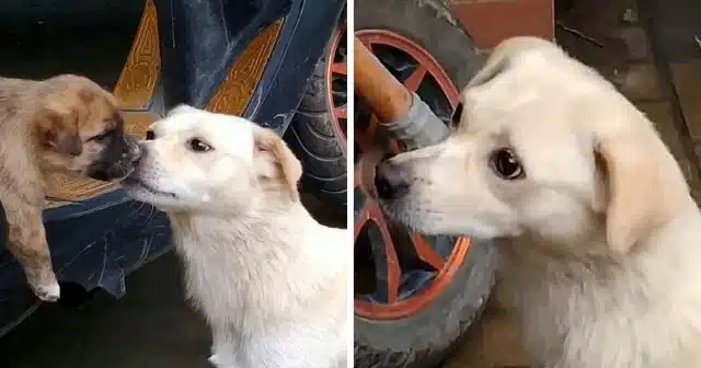 A viral video from Monday shows a tender...