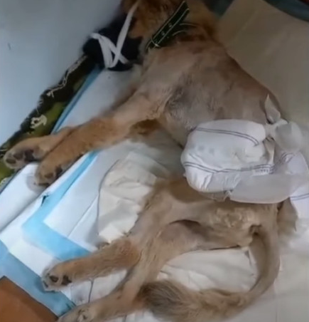 Extra image from article