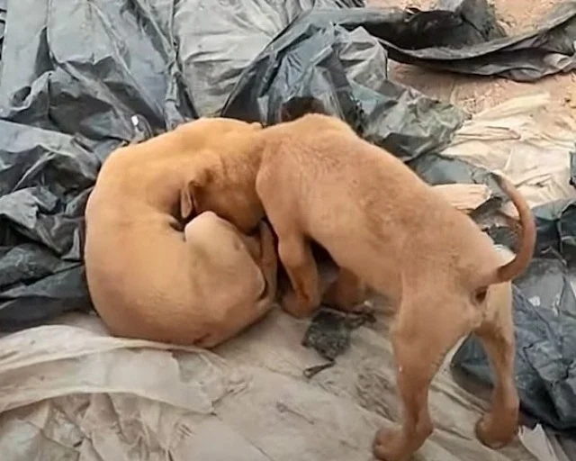 While Animal Aid provided a safe haven f...