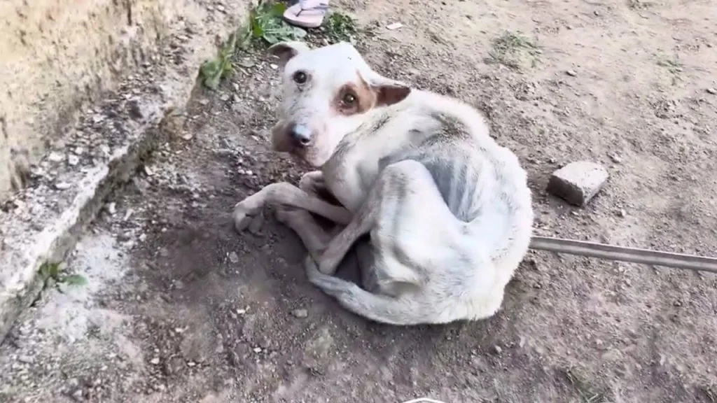 John's state was devastating. Tumors cov...