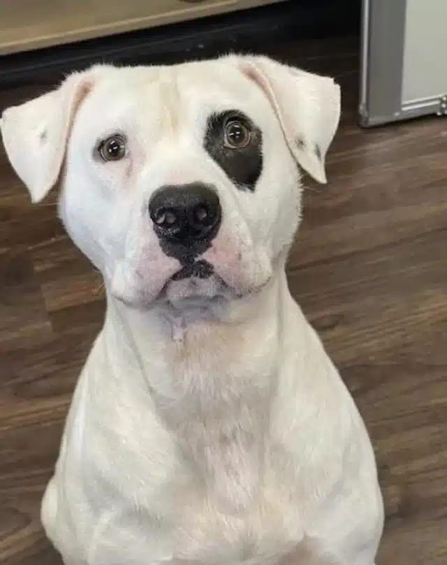 Petey's new owners report that he is set...