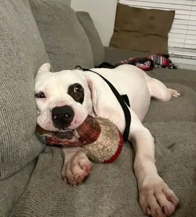 Extra image from article