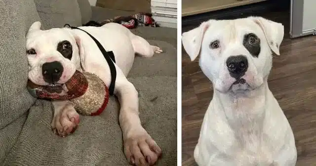 Despite being just a year old, Petey had...