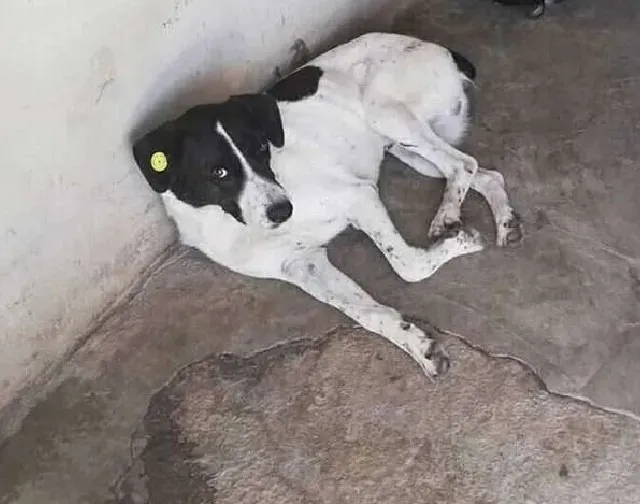 Extra image from article