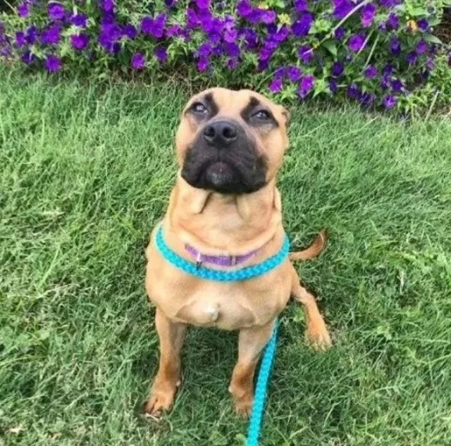 Neglected Boxer Mix Finds Forever Home After Heartwarming Rescue and Triumph Over Adversity