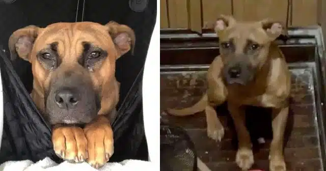 Lochmann first discovered Freon through ...