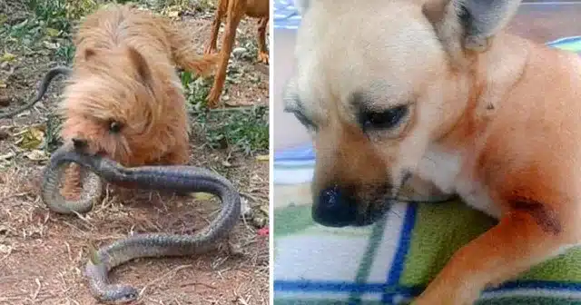 The incident occurred while Louise Grobl...