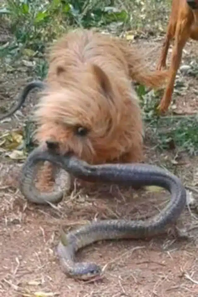 Spike and Prinses will always hold a spe...