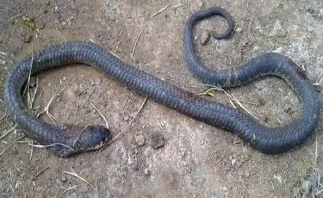 Extra image from article