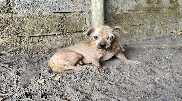 This poor dog was found during a food di...