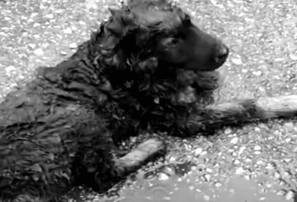 It wasn't clear how long the little dog ...