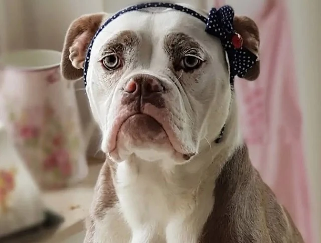 Meet Madame Eyebrows: The Joyful English Bulldog Winning Hearts with Her Expressive