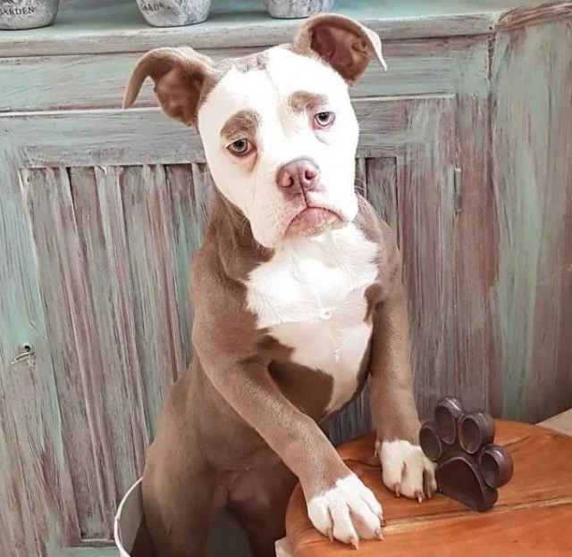 Meet Madame Eyebrows: The Joyful English Bulldog Winning Hearts with Her Expressive