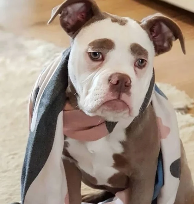 Meet Madame Eyebrows: The Joyful English Bulldog Winning Hearts with Her Expressive