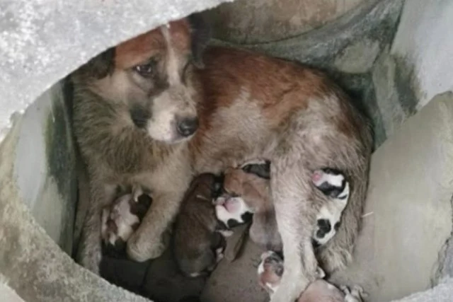 Rescued Dog Family Seeks Forever Home After Heartwarming Bush Discovery by Kind Stranger