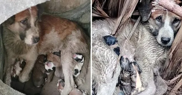 Rescued Dog Family Seeks Forever Home After Heartwarming Bush Discovery by Kind Stranger