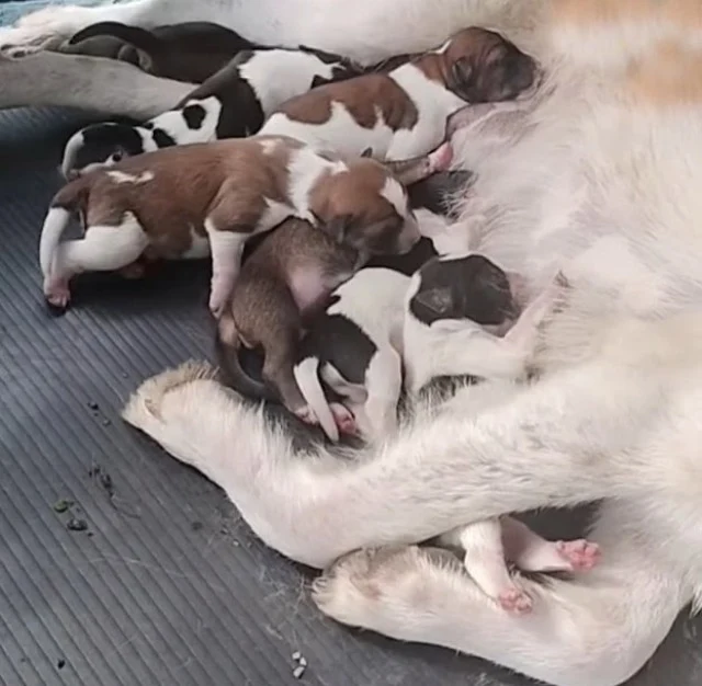 Rescued Dog Family Seeks Forever Home After Heartwarming Bush Discovery by Kind Stranger