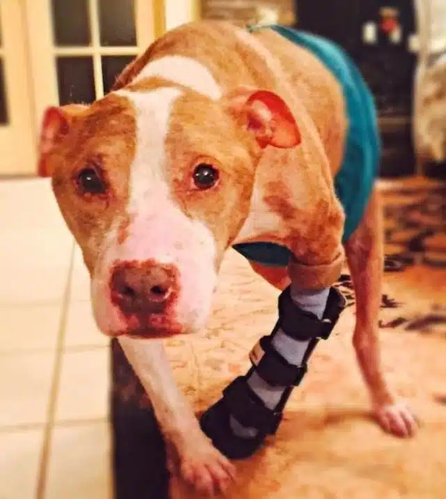 One of the treatments that played a sign...