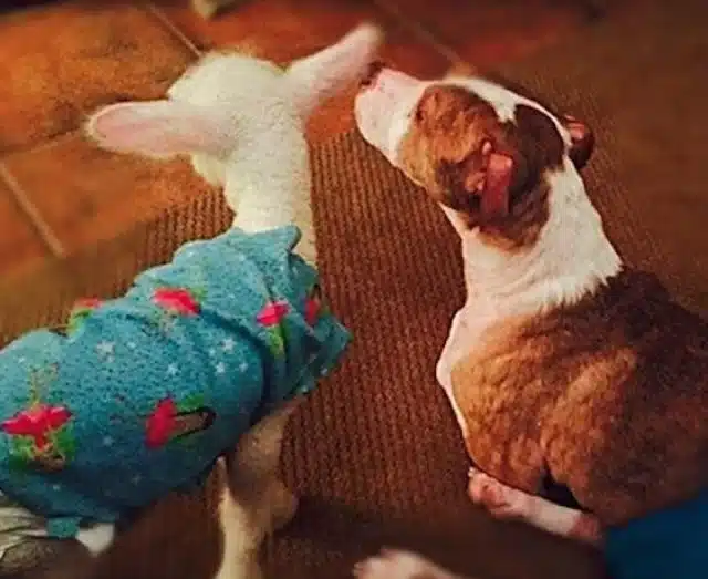 Extra image from article