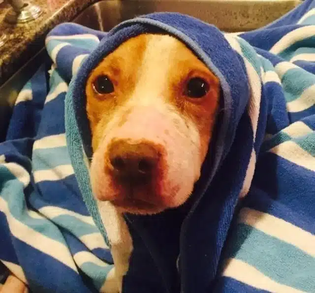 Extra image from article