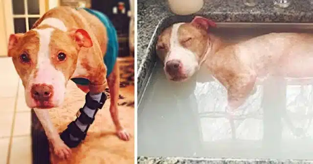 In a bid to save Rudy, the shelter reach...