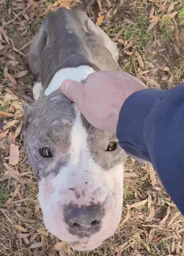 The shelter staff quickly became enamore...