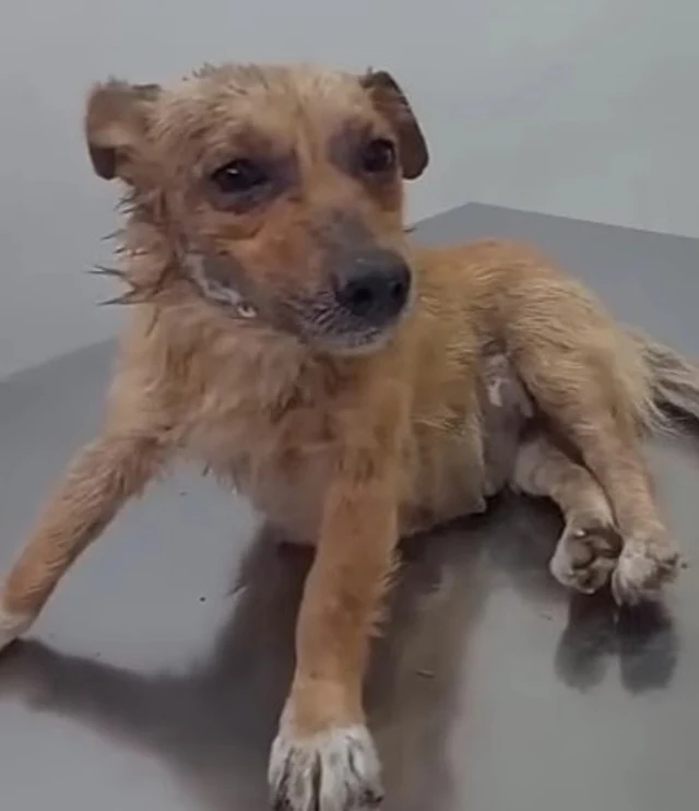 The morning after, the vet conducted a t...