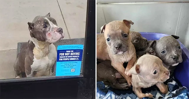 Customers at a Dollar General in Jetersv...