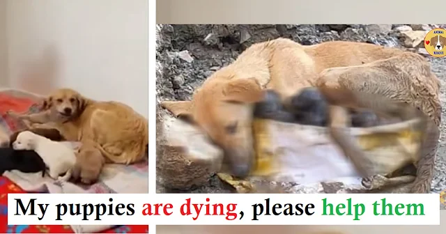 When rescuers arrived, they approached w...