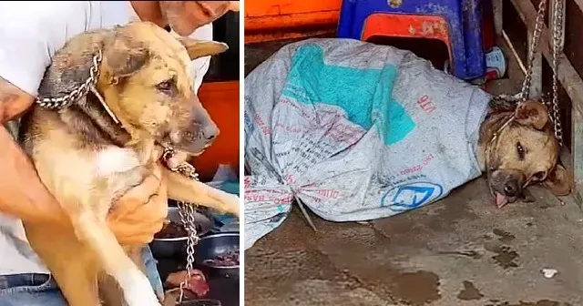 Among these compassionate advocates is M...