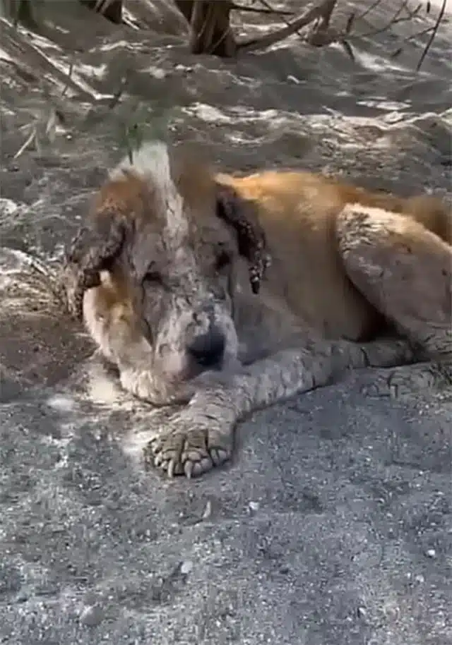 Would anyone come to save her and offer ...