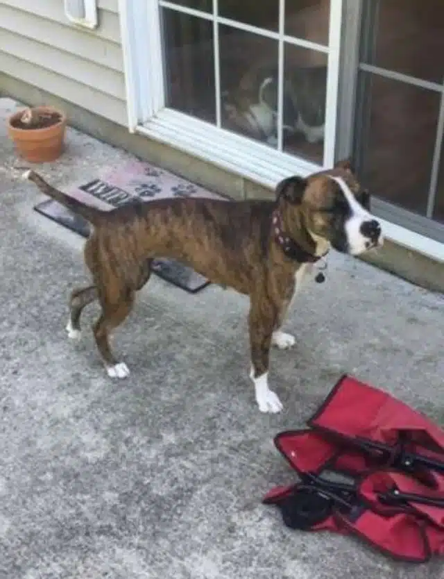 Daisy's most recent owner explained that...