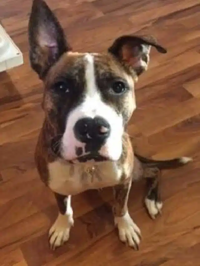 Extra image from article