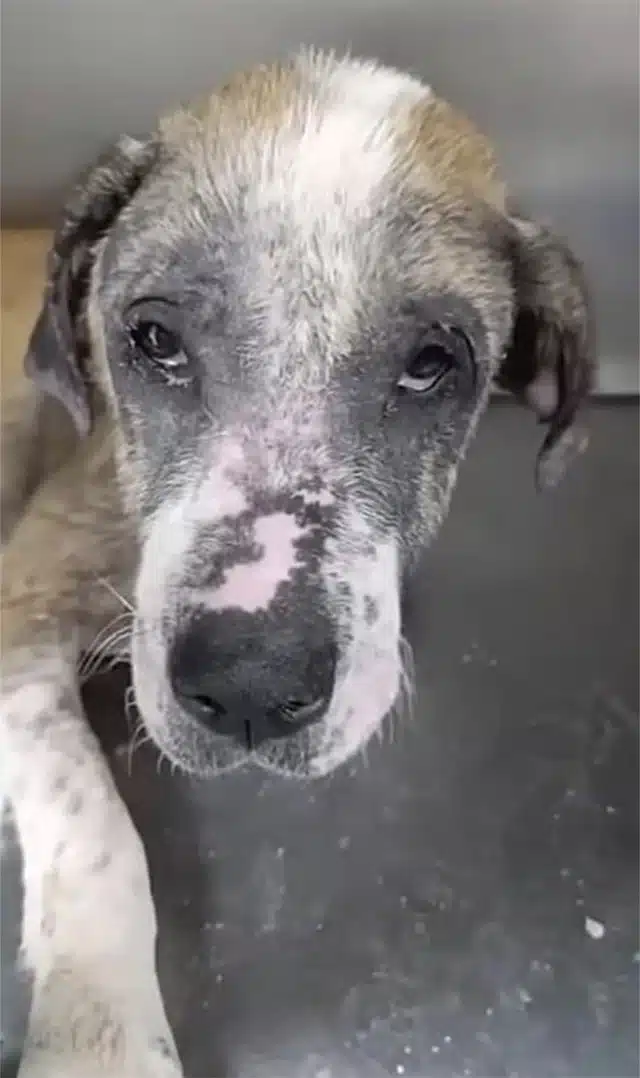 Over time, with regular, attentive care,...