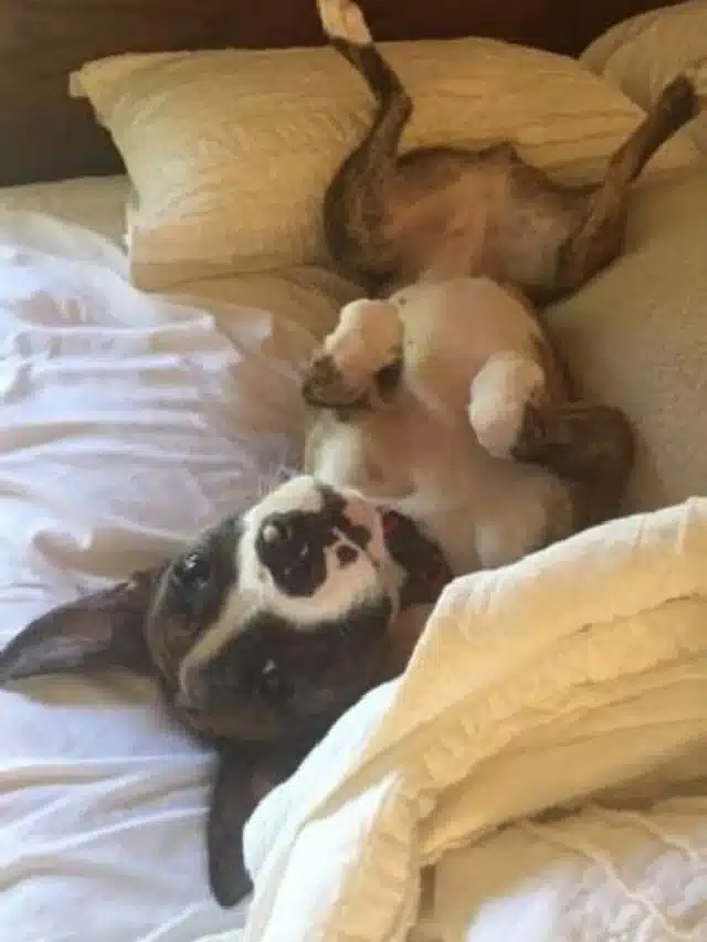 Extra image from article