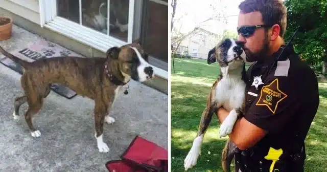 The shaken dog, who was later named Dais...