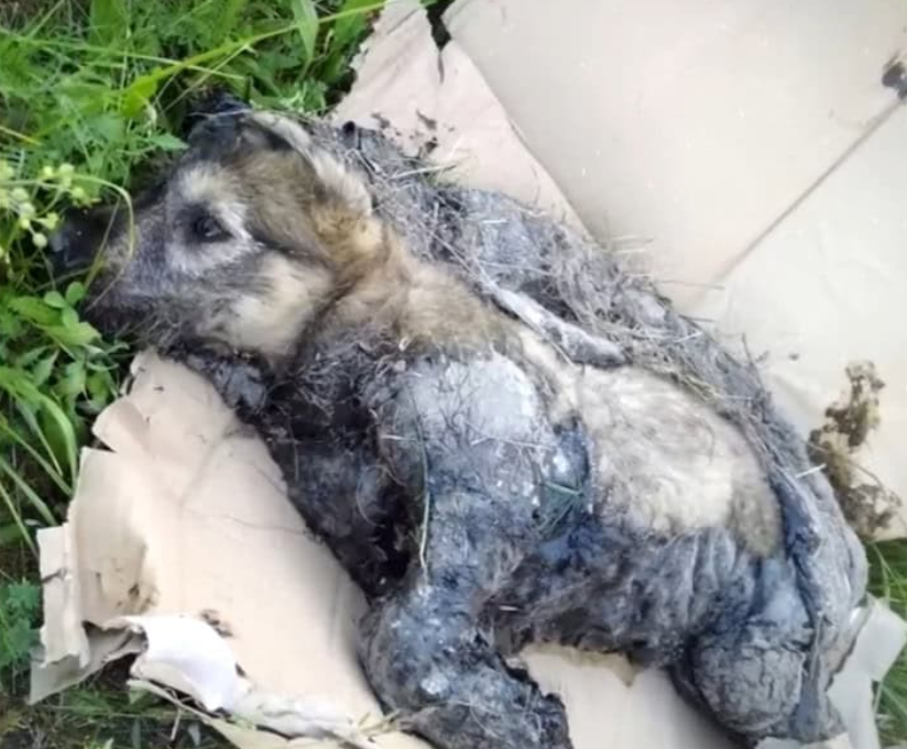 Freeing the puppy from the resin-coated ...