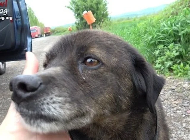 The happy ending to Mowgli’s story came ...