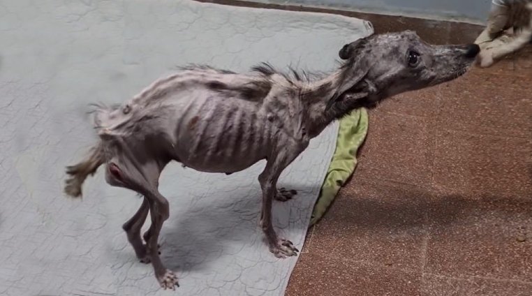 When rescuers found Angela, they were gr...