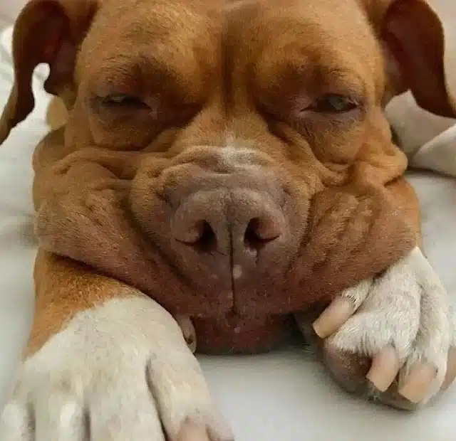 After being rescued, Lola underwent surg...