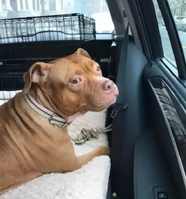 Von Saher lovingly describes Lola's tend...