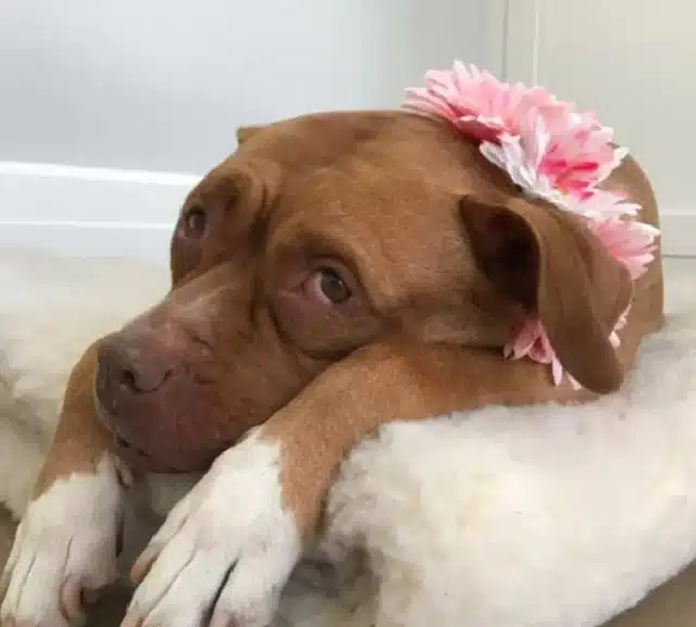 Having spent years in darkness, Lola now...