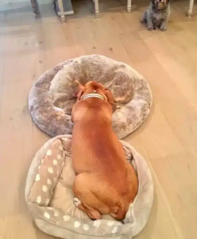 Extra image from article