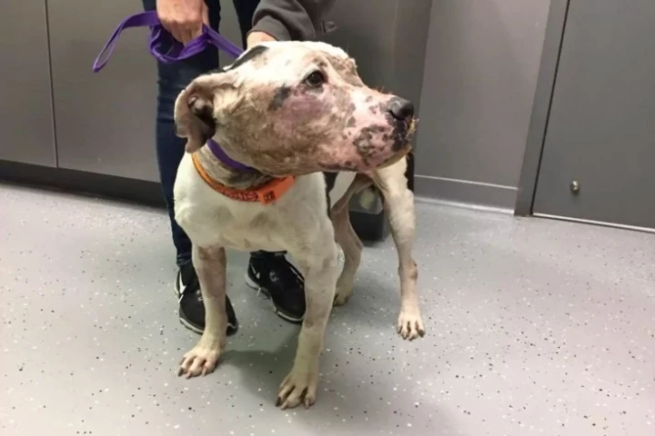 Extra image from article