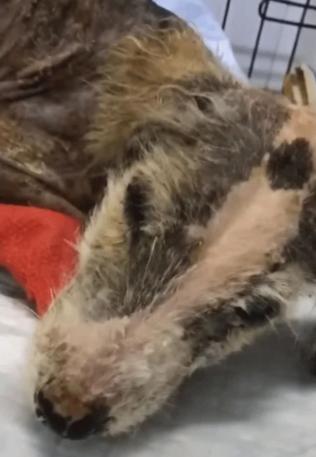 On the nineteenth day, Linda showcased r...