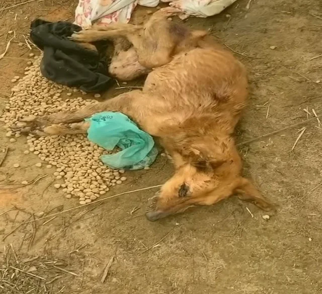 Initially, the medical staff administere...